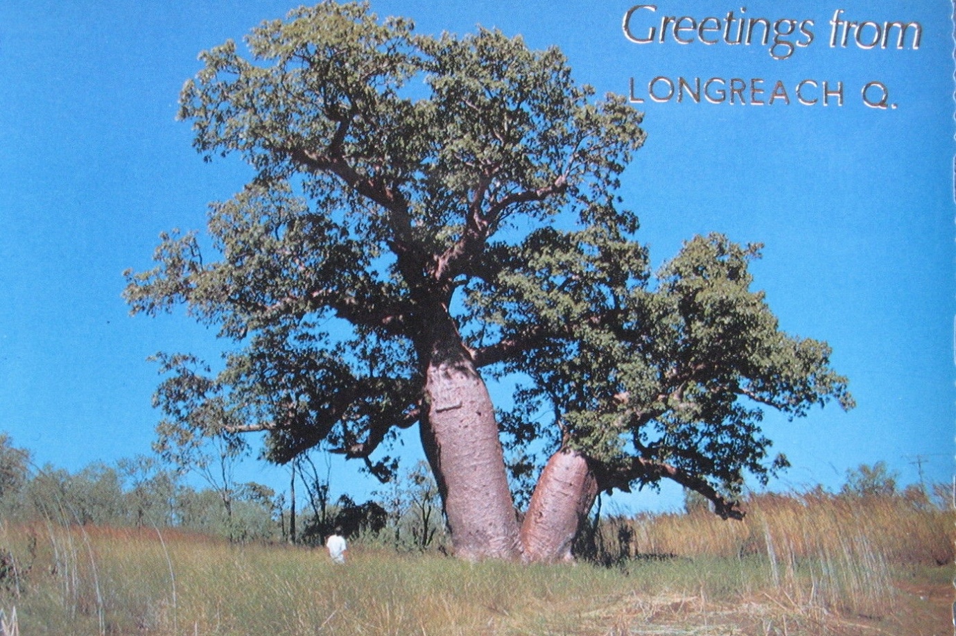 Greetings from Longreach postcard featuring the bottle tree