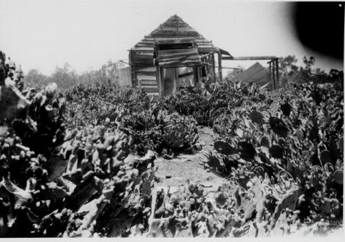 Prickly pear infestation, Chinchilla, 1920s