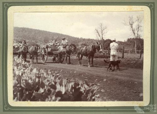 Carting prickly pear near Kingsthorpe, 1920s