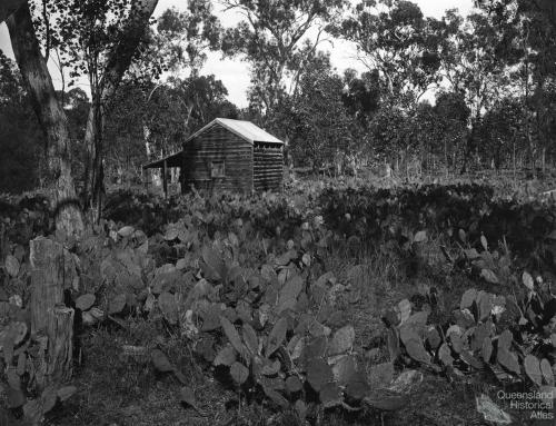 Prickly pear treatment, Chinchilla, 1928-29