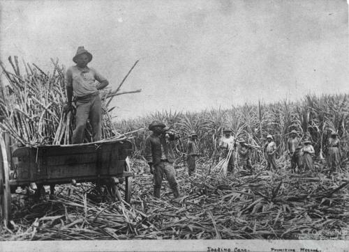 South Sea Islanders, loading sugar cane, c1890