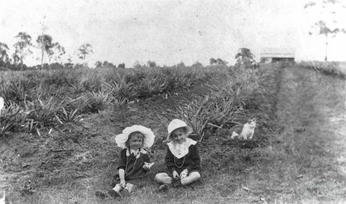 Atthow’s pineapple farm, Lindum, Brisbane, 1914