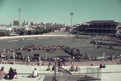 Cattle judging, main arena, Brisbane exhibition, Bowen Hills, c1980s