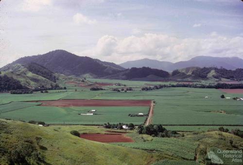 Sugar cane, Atherton Shire, 1966