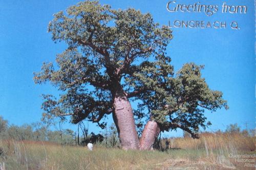 Greetings from Longreach postcard featuring the bottle tree