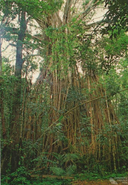 Cathedral Fig Tree, Lake Barrine