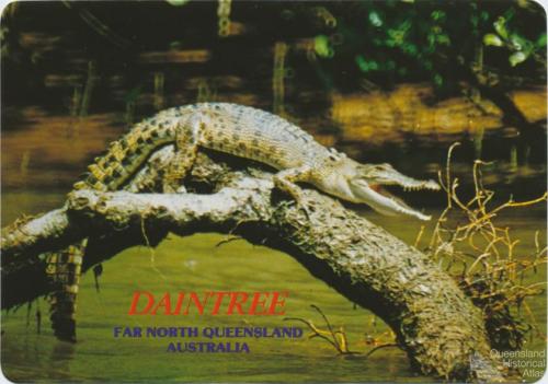 Crocodile sunbaking on the Daintree River