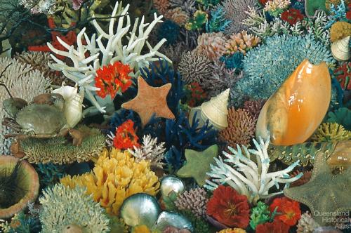 Coloured coral collection