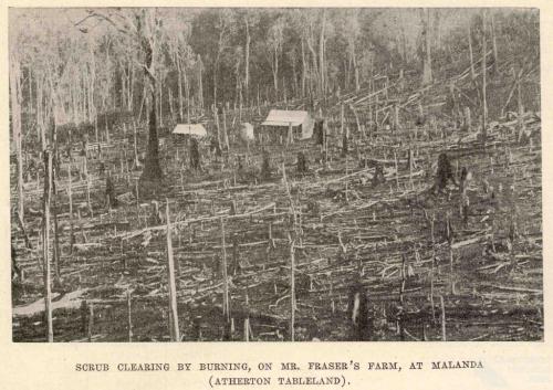 Scrub clearing by burning, Malanda, 1918