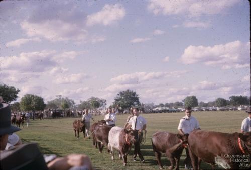 Cattle walk-by at the show, Barcaldine, 1962