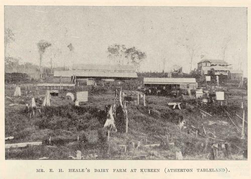 Mr Heale's dairy farm at Kureen (Atherton Tablelands), 1918