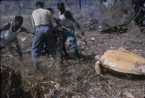 Cooking turtle, Torres Strait, 1958