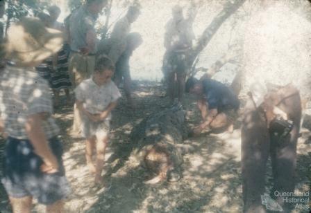 Captured crocodile, Normanton River, 1973