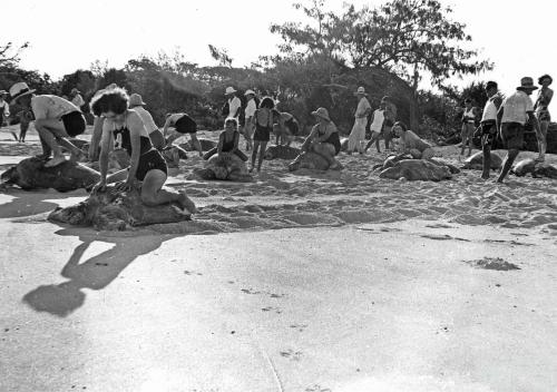 A group of tourists turtle riding at Heron Island, 1938