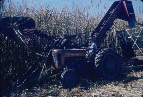 Mechanical harvest of sugar-cane, Kingaroy Shire, 1956