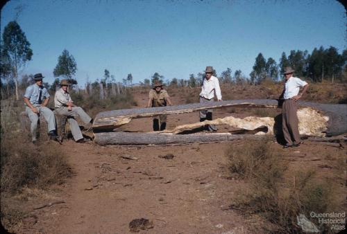 Drought feeding bottle trees to cattle, Monogorilby, c1955