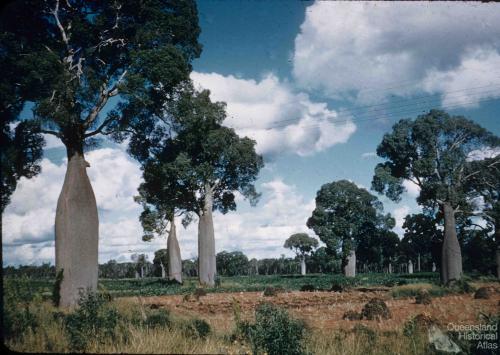 Bottle trees, Boondoomba, c1959