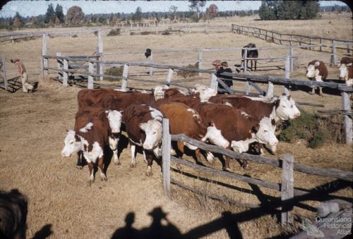 Breeders, Kemsdale Cattle Station (17,000 acres), near Jandowae, 1956