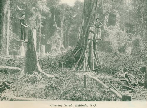 Clearing scrub, Babinda, c1925