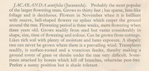 Jacaranda from Harry Oakman, Gardening in Queensland, 1960