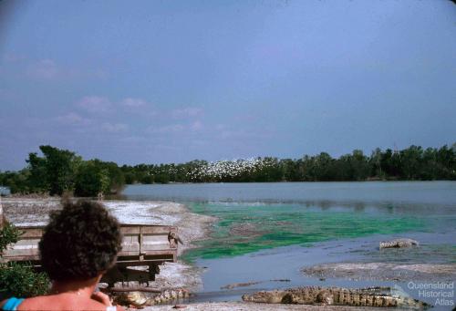 Edward River Mission (now Pormpuraaw) crocodile farm, 1990