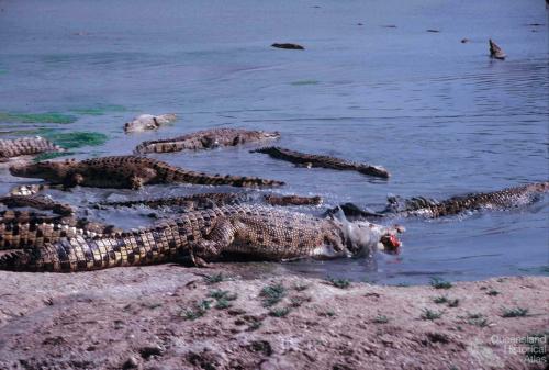 Edward River Mission (now Pormpuraaw) crocodile farm, 1990