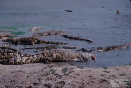 Edward River Mission (now Pormpuraaw) crocodile farm, 1990