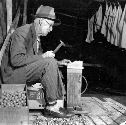 Breaking macadamia nuts with a hammer, c1957