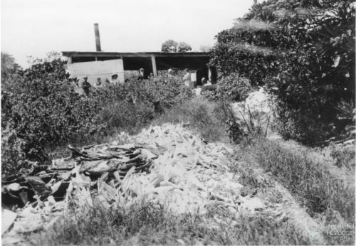 Holidaymakers at the abandoned turtle cannery on Nor’West Island, c1910