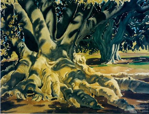 Fig tree roots, c1954