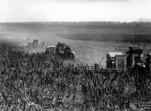 Harvesting the first sorghum crop on Peak Downs, June 1949