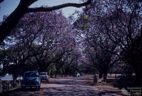 Jacaranda trees in flower, New Farm Park, 1958