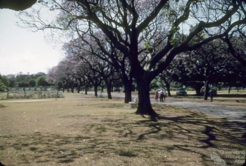 Jacaranda trees in flower, New Farm Park, 1958