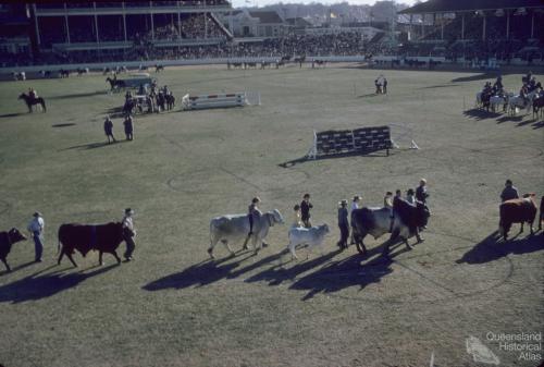 Cattle parade, Royal Brisbane Exhibition, Brisbane Exhibition Grounds, Bowen Hills, 1959