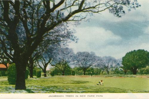 Jacaranda trees in New Farm Park, c1958