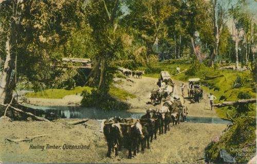 Hauling timber, Queensland, c1910