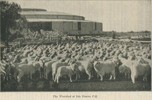 Woolshed at Isis Downs, 1933