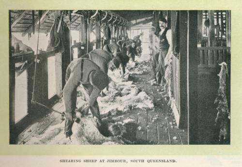 Shearing sheep at Jimbour Homestead, 1912