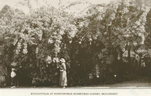 Nindooinbah Homestead garden, Beaudesert, 1935