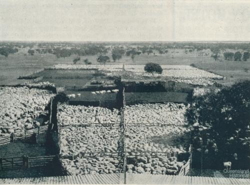 Sheep yarded for shearing, Isis Downs, 1938