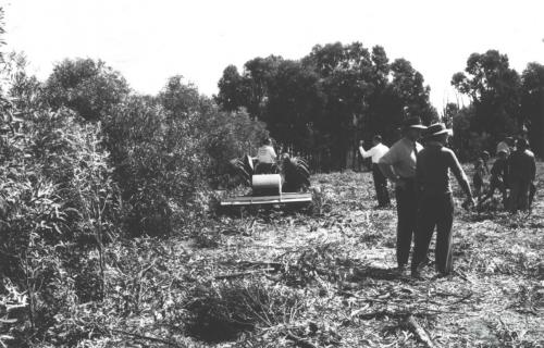 Methods for removing brigalow, 1964