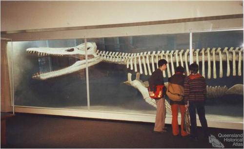 Kronosaurus queenslandicus at Harvard, 2001