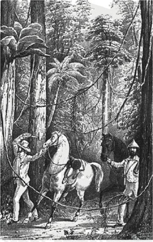 Cutting through the scrub, 1848