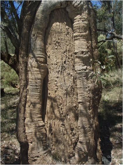 Landsborough’s Camp 69, reverse, 2008