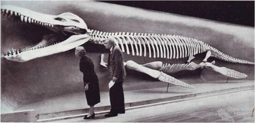 Kronosaurus queenslandicus at Harvard, 1959