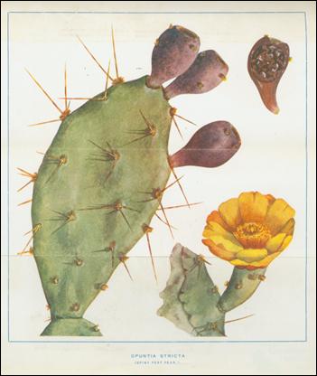 Types of prickly pear, 1925