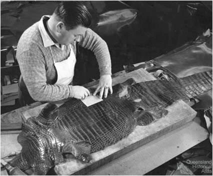 Crocodile skin used for leather, 1968