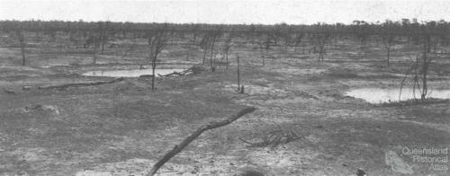 Brigalow suckered country near Tara, c1938