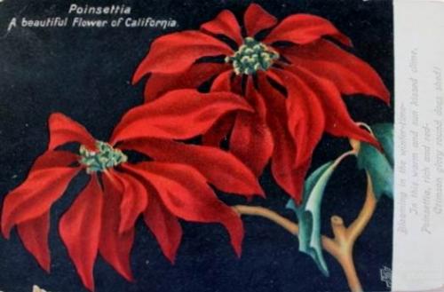 Poinsettia: a beautiful flower of California