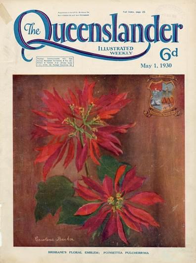 Brisbane's floral emblem, Poinsettia Pulcherrima, The Queenslander, 1930